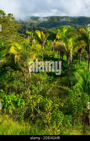 Boruca (also known as the Brunca or the Brunka) indigenous people, Costa Rica, Central America, America Stock Photo