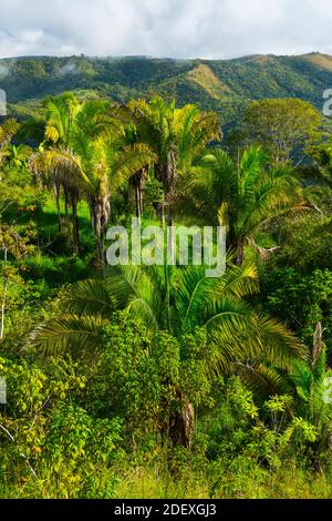 Boruca (also known as the Brunca or the Brunka) indigenous people, Costa Rica, Central America, America Stock Photo