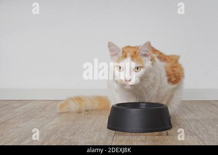Cute longhair cat sitting beside a food bowl. Stock Photo