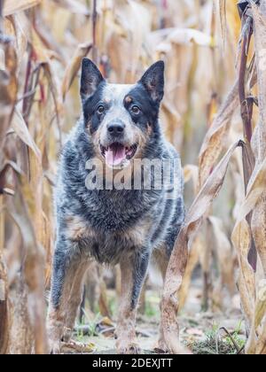 Funny adult dog in a corn field. Blue Heeler is working breed  of Australian Cattles.  Smart cautiou and energetic and also Loyal kind.