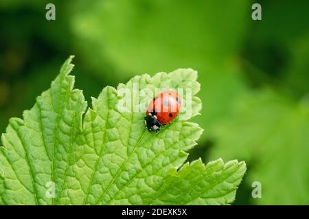 Beautiful red ladybug on leaf defocused background - Image Stock Photo