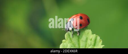 Macro Ladybug on green leaf. Beautiful nature background - Image Stock Photo