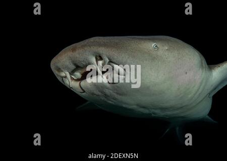 Nurse shark  (Nebrius ferrugineus) in the night dive. Maldives underwater world Stock Photo
