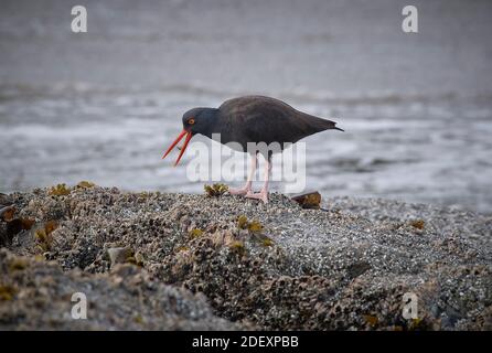 A Black oystercatcher (Haematopus bachmani) feeds at Coquille Point, part of the Oregon Islands National Wildlife Refuge near Bandon, Oregon, USA. Stock Photo