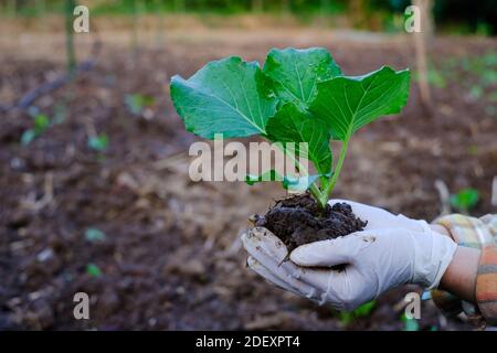 Gardener hand holding seedling cabbage vegetable in the organic farm Stock Photo