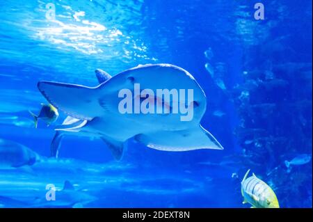 Shark ray (latin name Rhina ancylostoma) in a dark water. Stock Photo