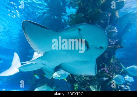 Shark ray (latin name Rhina ancylostoma) in a dark water. Stock Photo