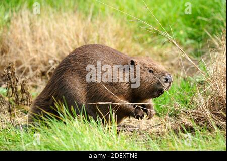 European Beaver (Castor fiber) portrait Stock Photo
