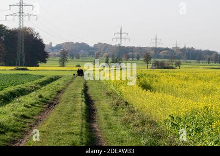 A carriage drives along a dirt road past a field of mustard plants in bloom. Stock Photo