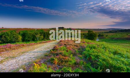 New Forest, UK - August 8, 2020:  Sunrise and heather on Rockford Common in the New Forest National Park, UK Stock Photo