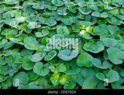 An extensive carpet of leaves of the Winter Heliotrope, Petasites fragrans, in the Norfolk countryside at North Elmham, Norfolk, England, UK. Stock Photo