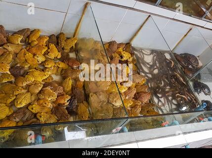 Many toads frogs eels and turtles gathered. Bangrak market on Koh Samui in Surat Thani, Thailand. Stock Photo