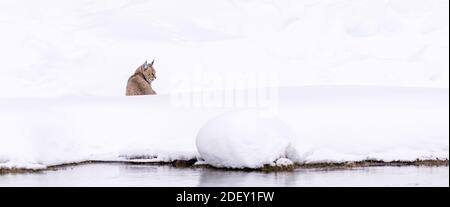 Bobcat (Lynx rufus) on the lookout in the snow along side the Madison River in Yellowstone National Park, Wyoming, USA. Stock Photo