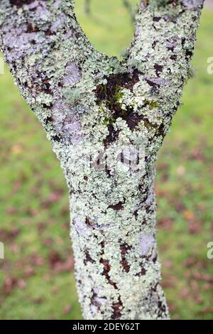 Lichen growing on tree trunk, Devon, UK Stock Photo