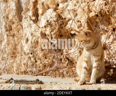 Beautiful amazing ginger cat relaxing on a sun near the maltese limestone rock. Sunny day in Lapsi, Malta. Maltese cats. Stock Photo