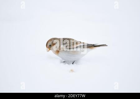 Female Snow Bunting (Plectrophenax nivalis) feeding in snow Stock Photo