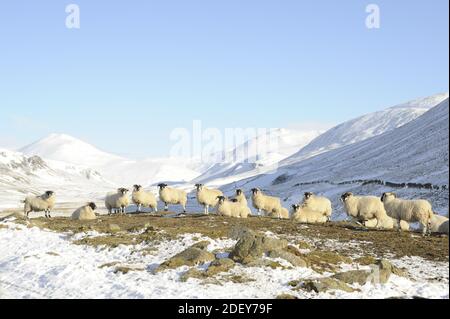 Blackface Ewes in snowy mountain scenic shot Stock Photo