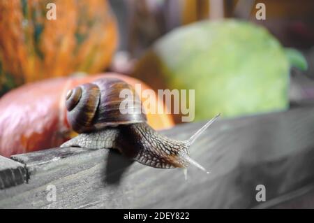 large grape snail crawls over a beautiful embossed pumpkin. Large snail close-up on a box of vegetables. Small depth of field, selective focus . Stock Photo