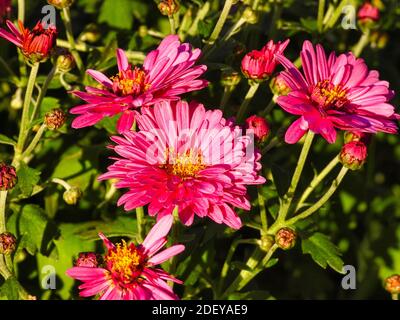 Pink flowers: Bright pink mum flowers with yellow in the bright sunlight showing full flowers, flower buds and green leaves closeup Stock Photo