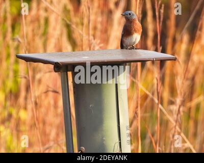 Eastern bluebird showing off both blue and orange feathers on an autumn day perched on blue bird nest with high brown grass in background Stock Photo