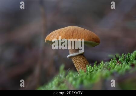 Saffron parasol mushrooms (Cystoderma amianthinum), also known as the ...