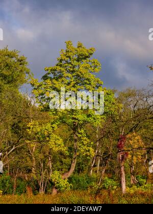 Tree Begins to Turn Yellow for Fall with Dramatic Cloudy Sky in Background and Bushes and Other Foliage Showing Autumn Colors Stock Photo