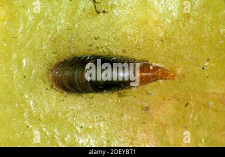 Adult female apple mussel scale or oystershell scale (Lepidosaphes ulmi) on the surface of an apple fruit Stock Photo