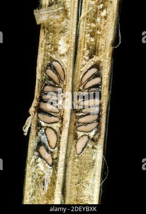 Stem rot (Sclerotinia sclerotiorum) sclerotia shown in a sectioned stem of chilli pepper (Capsicum annuum), Thailand Stock Photo
