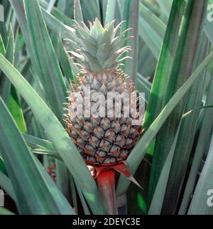 Young developing pineapple (Ananas comosus) red, grey-green fruit among spiny crop leaves in a large plantation, Thailand Stock Photo