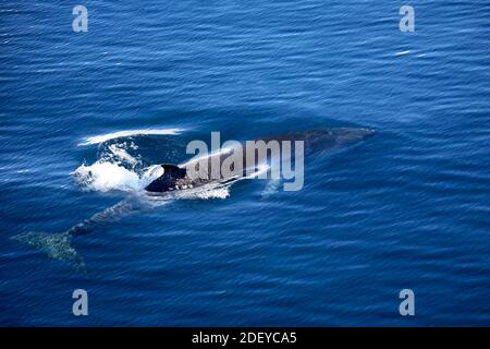 Fin Whale (Balaenoptera physalus) - Antarctica. Also known as finback whale or common rorqual Stock Photo
