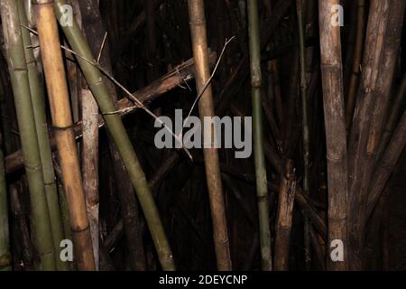Dried bamboo and green bamboo with background in the dark tone. Sensitive focus. Stock Photo