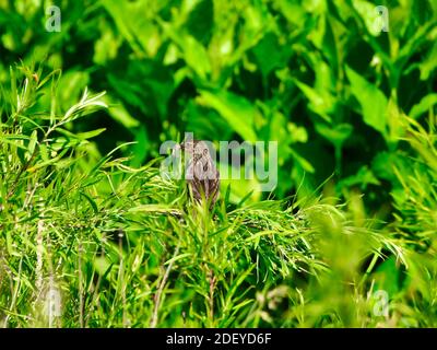 Female Red-Winged Blackbird With Insect in Mouth Shows Her Brilliant Back Feathers While Perched on Green Foliage on the Prairie Stock Photo