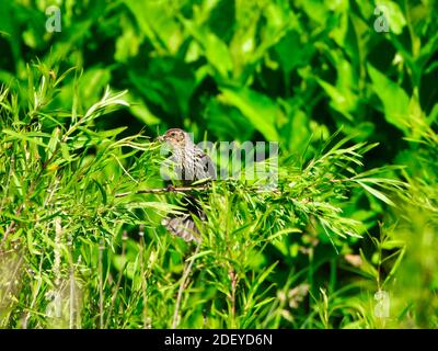Female Red-Winged Blackbird with Insect in Mouth Flares her Tail to Keep Balance Perched on Stem of Bush on a Lush Green Prairie Stock Photo