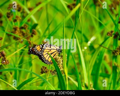 Monarch Butterfly Showing Underside of Wing on a Wildflower Among Blades of Grass with Beads of Water on Them at Sunrise on a Summer Morning Closeup M Stock Photo