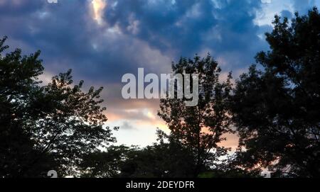 Stormy Dramatic Sunset Surround Silhouetted Maple Trees with Fluffy Blue and Orange Tinted Clouds Stock Photo