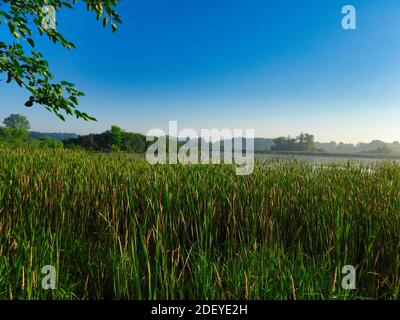 Summer Landscape View of Marsh with Cattails and High Grass Growing in Foreground with Water in Background Morning Sunshine Evaporating Dew off Marsh Stock Photo