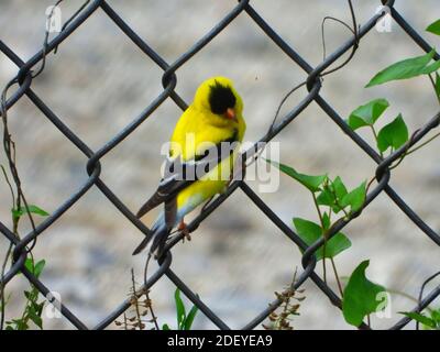 American Goldfinch Male Bird Hangs onto a Metal Fence with Green Leaves Growing Up the Fence and Gravel Path on the Opposite Side Stock Photo