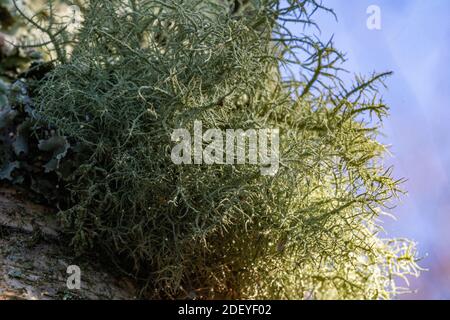 Macro Detail of Beard Lichen (Usnea subfloridana) Growing on a Tree Trunk with Foliose LichenI Indicating No Pollution. Stock Photo