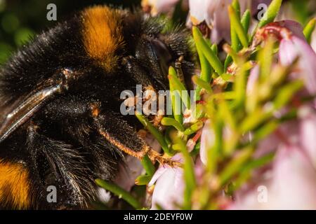 Macro Close up of a Queen Early Bumblebee (Bombus pratorum) in Late Winter Feeding From a Patch of Heather or Ling (Ericaceae sp.). Shows Infestation Stock Photo