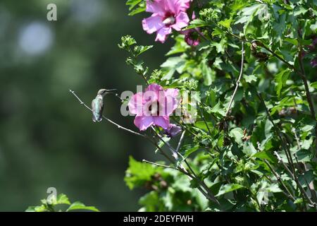 Ruby-Throated Hummingbird with Beak Open Next to Hibiscus Flower with Pollen Left Over from Drinking Nectar Stock Photo