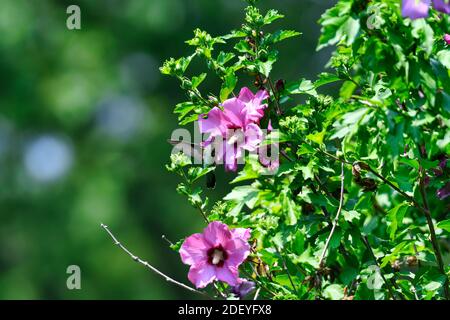 Ruby-Throated Hummingbird Hovers at Hibiscus Flower Bloom Gathering Nectar Stock Photo