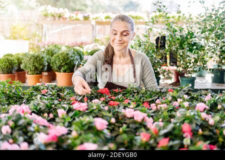 Stock photo of beautiful middle age woman working in plant nursery. Stock Photo