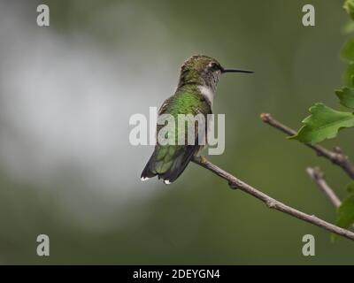 Iridescent green feathers on white background Stock Photo - Alamy