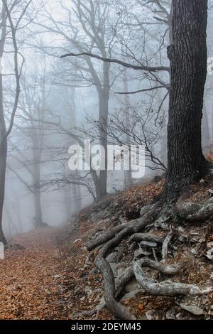 Tree with twisted roots in foggy forest.Amazing misty nature.Colorful landscape with foggy forest,orange foliage in fall.Fairy forest in autumn.Fall Stock Photo
