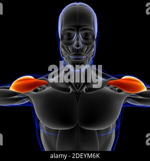 Muscle is a soft tissue, Muscle cells contain proteins , producing a contraction that changes both the length and the shape of the cell. Muscles funct Stock Photo