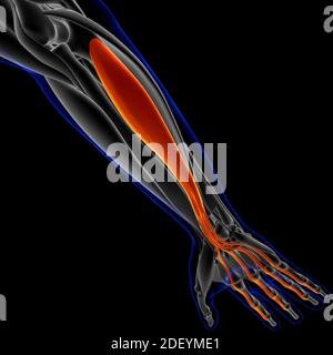 Muscle is a soft tissue, Muscle cells contain proteins , producing a contraction that changes both the length and the shape of the cell. Muscles funct Stock Photo