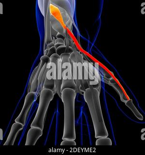 Muscle is a soft tissue, Muscle cells contain proteins , producing a contraction that changes both the length and the shape of the cell. Muscles funct Stock Photo