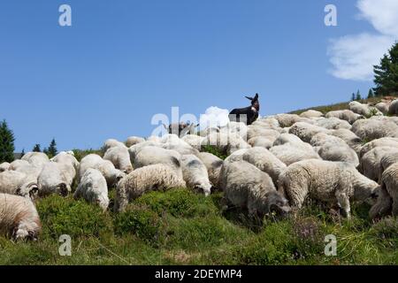 donkeys and sheep on alpine meadow Stock Photo