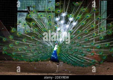 Close up of colorful peacock tail feathers. Majestic pheasant mating ritual at the bird farm. Stock Photo