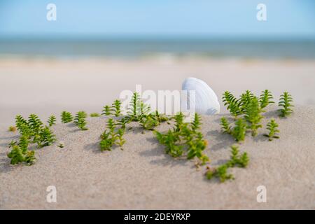 Beautiful white sea shell in the sand between green grass on a sunny day at the beach. Seashell laying on sandy background. Nobody. Stock Photo